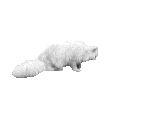 perser_schmett.gif