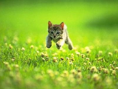 gato.JPG