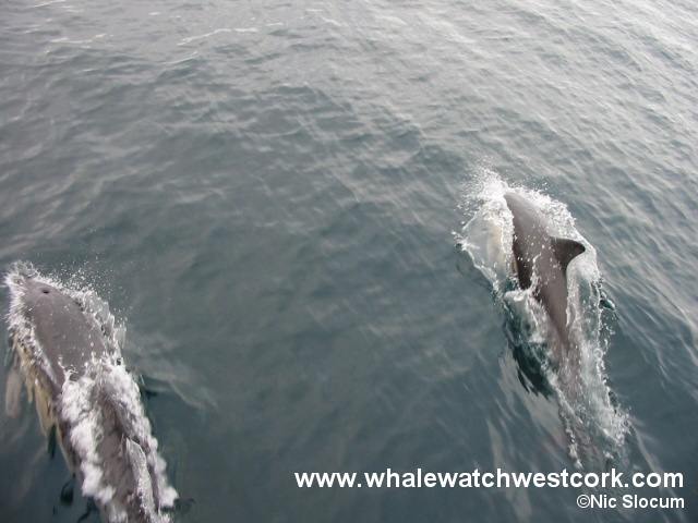 whale-watching-ireland-3.jpg