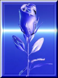 bluerose.jpg