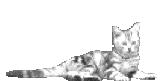 liegekatze.gif