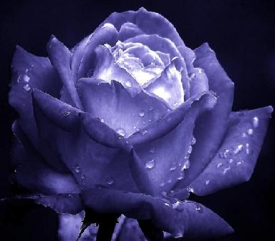 blue%20rose.JPG