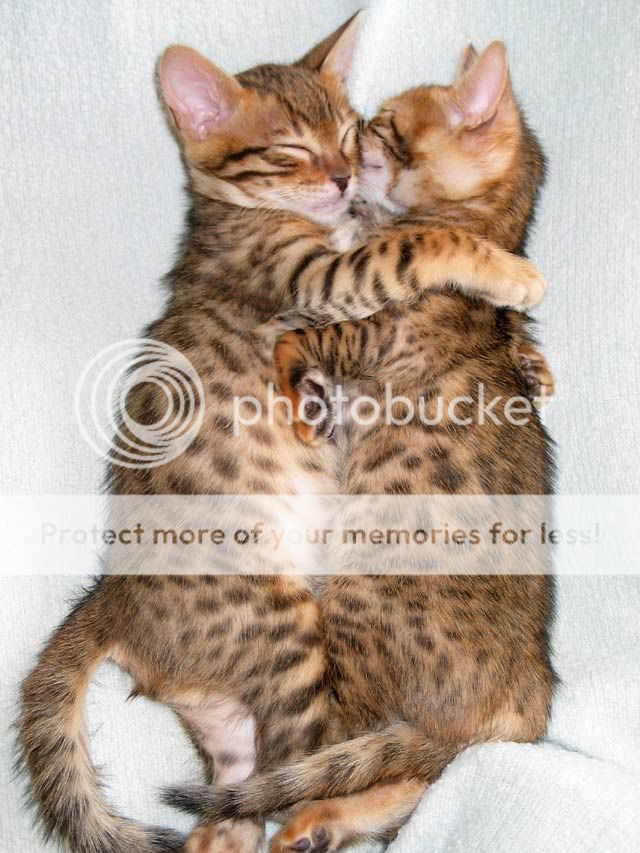 starxsimba-litter-hugs-030305.jpg