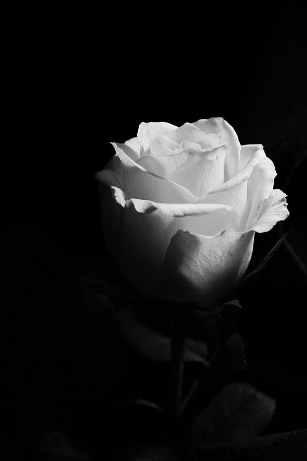 Rose_in_Black_and_White_by_Katja_Spectraliquid.jpg