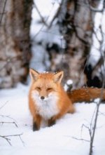 fox.jpg