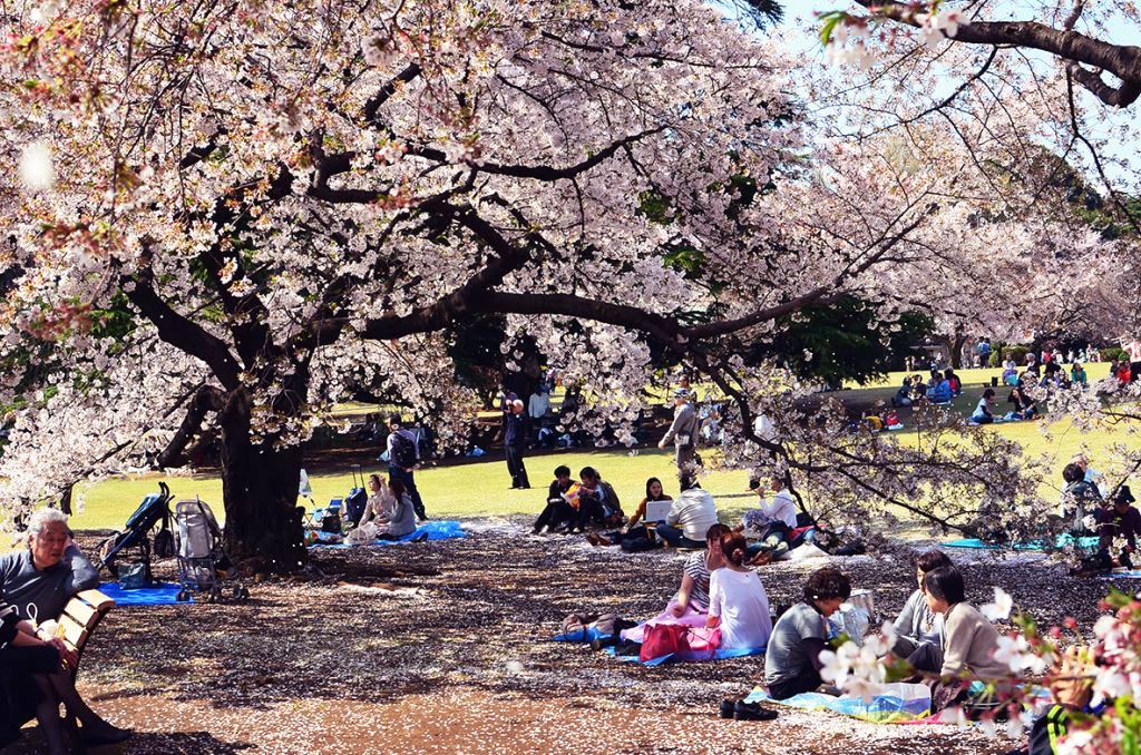 hanami-picnic-in-shinjuku-park.jpg