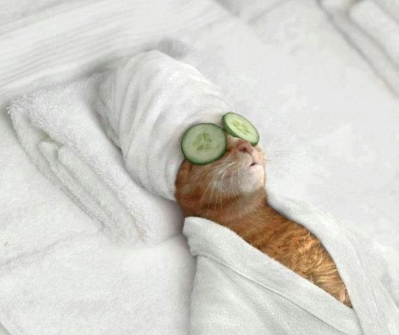 funny-animals-doing-human-things-8.jpg