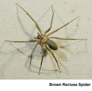 pcreclusespiders_clip_image005.jpg