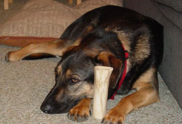 pensive_bone.jpg
