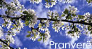 pranvere130.jpg