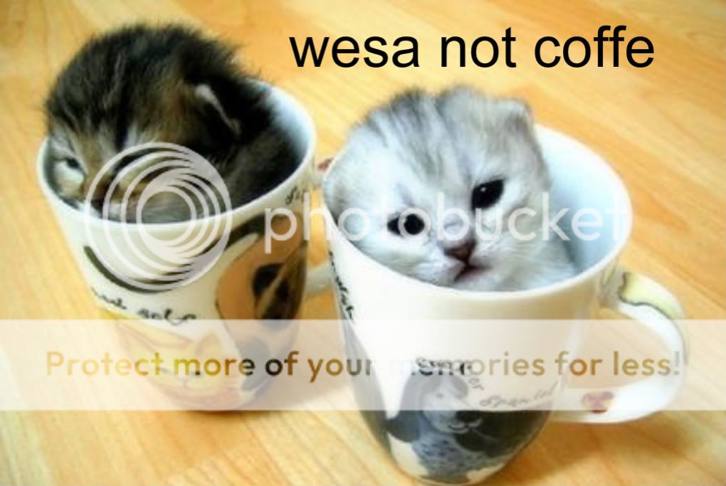 coffe-cats.jpg