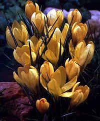 crocusgoldenyellow.jpg