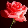 LoveCard-PinkRose-Thumbnail.jpg