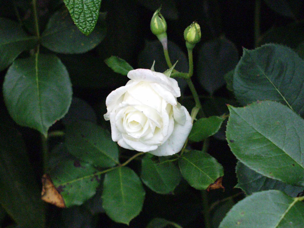 white-rose.jpg