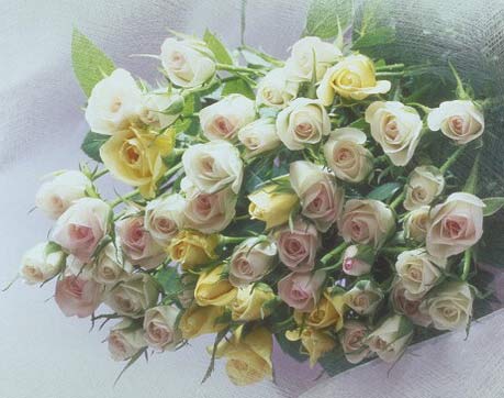 rose13post.jpg