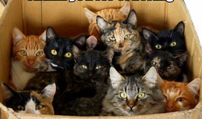 cats-in-box-kittens.png