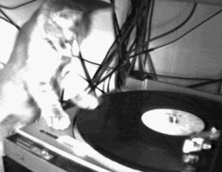 scratchy-cat-404.jpg