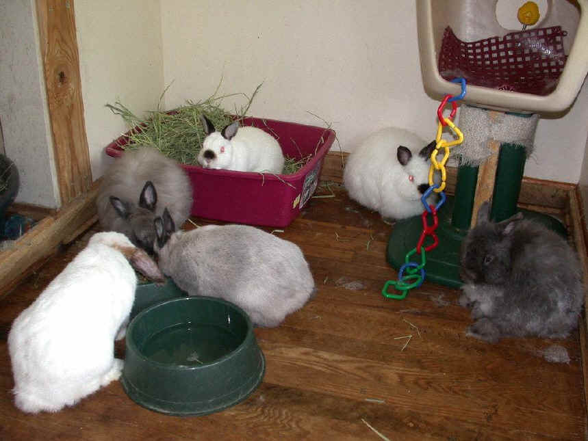 bunnies_upstairs_071201.jpg