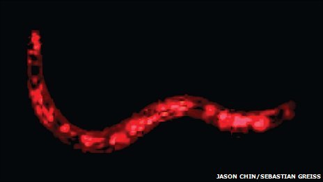 _54557832_nematode.jpg