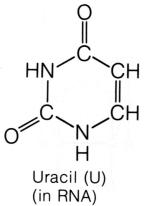 uracil.jpg