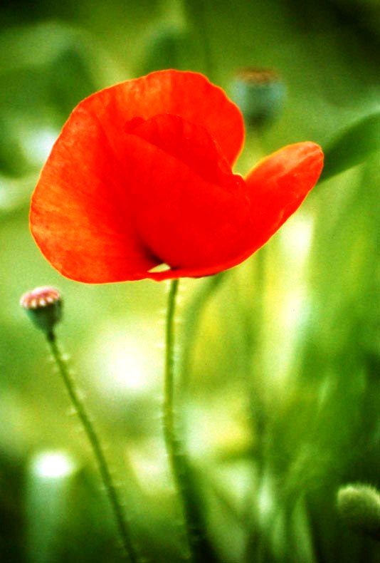 primavera10p.jpg
