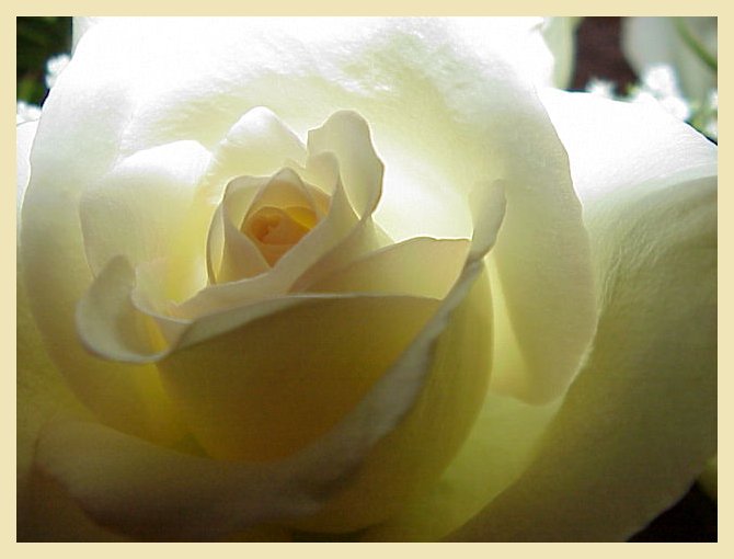 beautiful%20back-lit%20creamy%20rose%20w%20ivory%20border.jpg