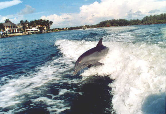 Pitts%20Dolphin%202.JPG