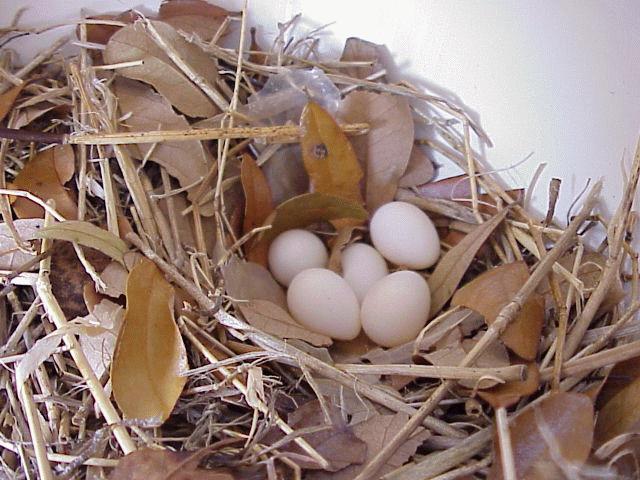 nesteggs.jpg