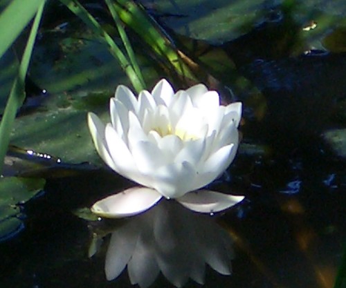 water-lily-3.jpg