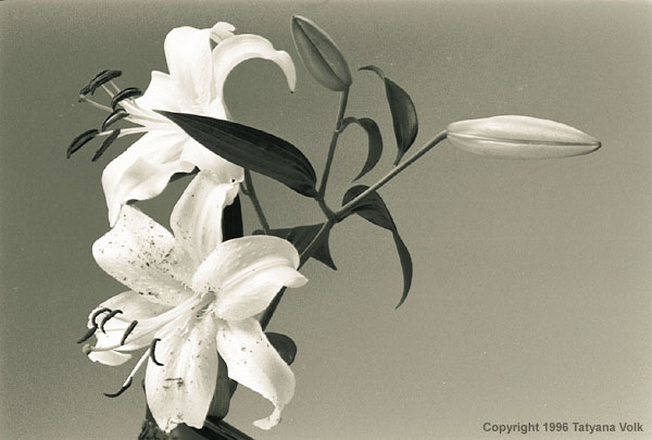 flowers.jpg