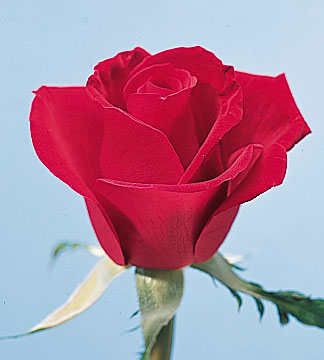 rose18.jpg