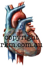 heart150.jpg