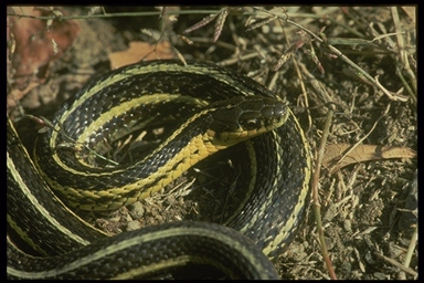 Thamnophis_butleri.jpg