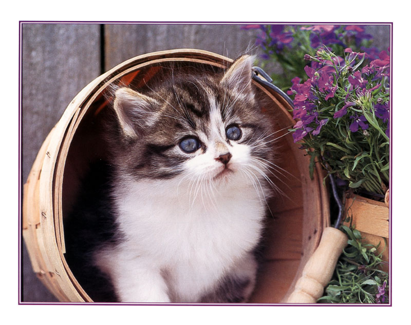 ksw-june99-kitten.jpg