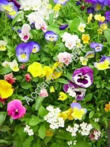 spring_flowerA.jpg