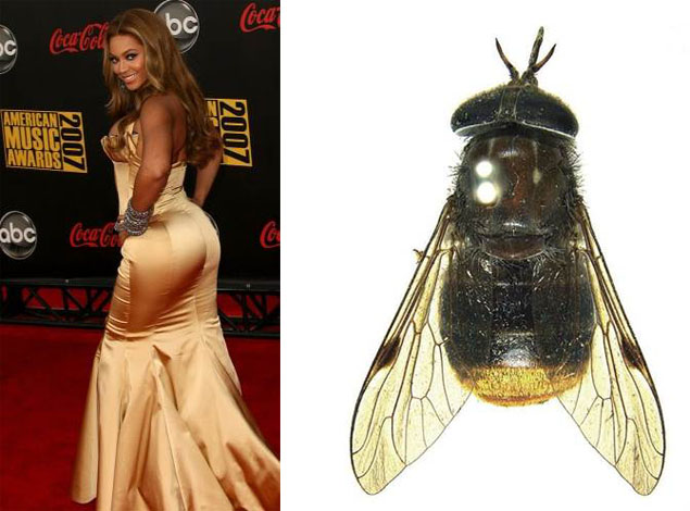 beyonce-fly.jpg