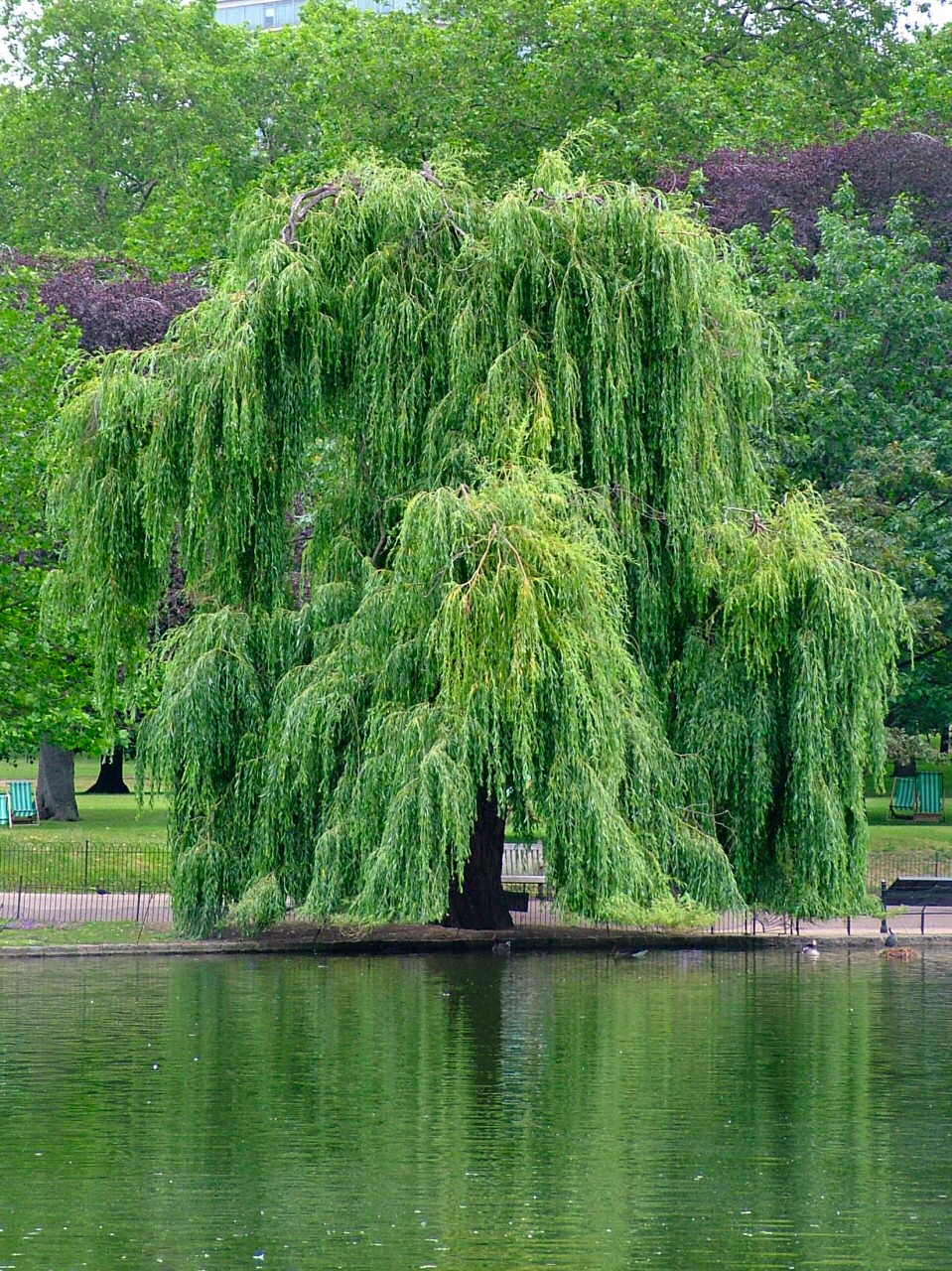 Willow.jpg