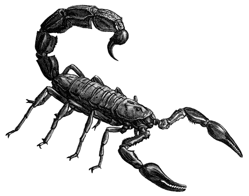 scorpion.gif