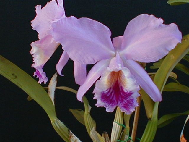 Cattleya-labiata.jpg