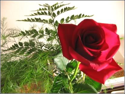 bloomedclose.jpg