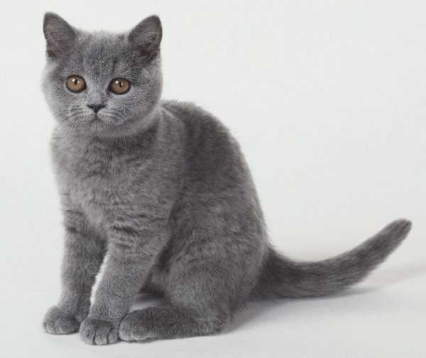 gatto-certosino.jpg