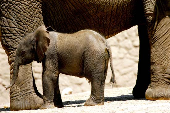 ELEFANTE_550x366.jpg