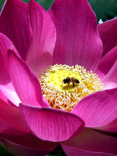 Lotus_and_bee.jpg