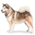 alaskanmalamute.jpg