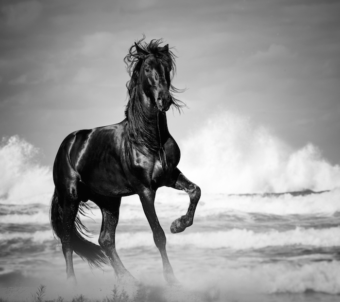 Horse-Spirit-Animal-6.jpg