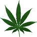 cannabisicon.gif