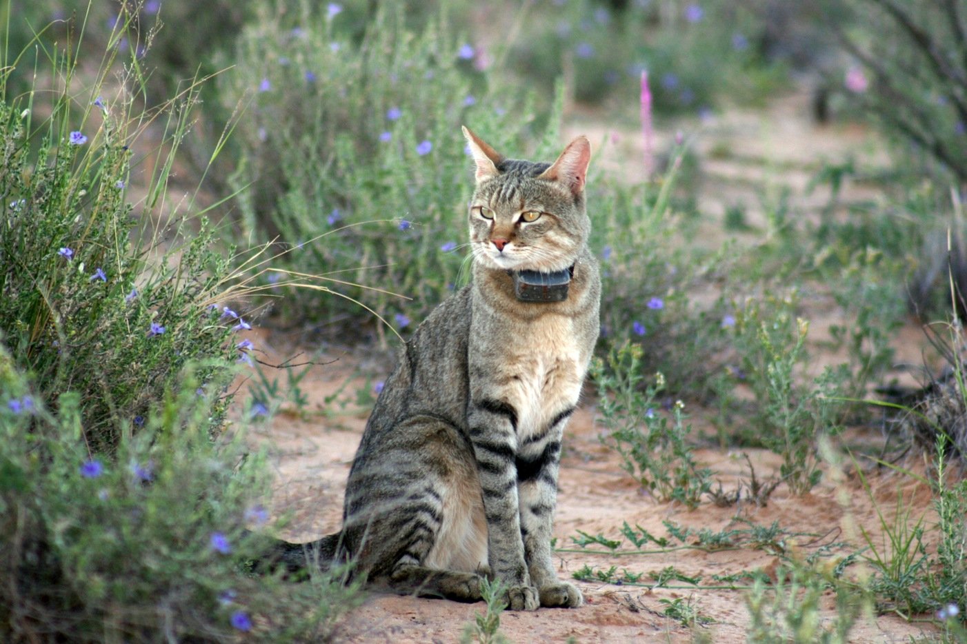 el-gato-montes.jpg