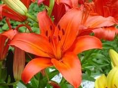 24064620_d52d3483bc_m.jpg
