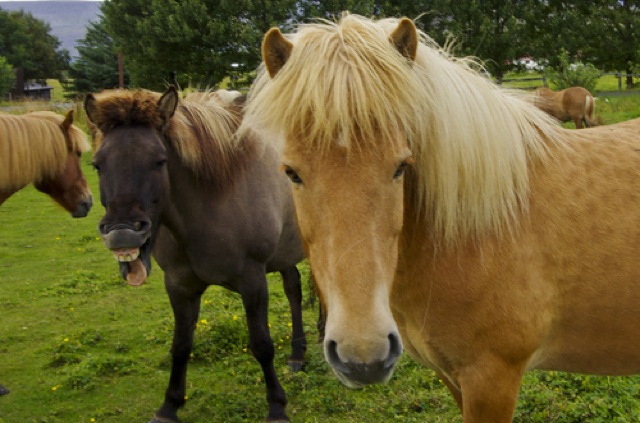 animal-photobombs-8.jpg