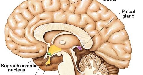 pineal+gland.jpg